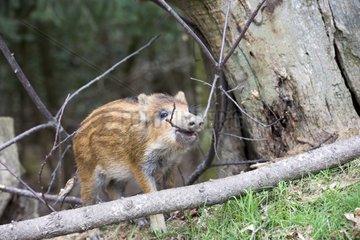 Young Eurasian Wild Boar biting a branch - France