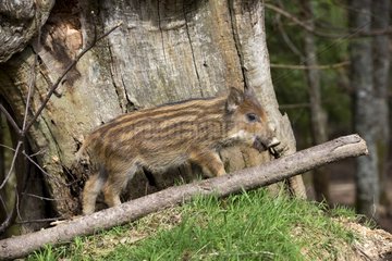 Young Eurasian Wild Boar undergrowth - France