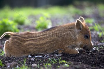Young Eurasian Wild Boar lying undergrowth - France