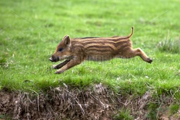 Young Eurasian Wild Boar running in grass - France