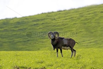 Corsican mouflon in a meadow - France