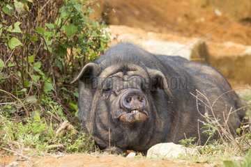 Chinese Pig in an Hani ethnic village - China