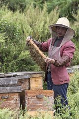 Beekeeper and his hives in the red land - China
