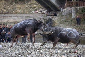 Buffalo fighting along the Bala River - Guizhou China