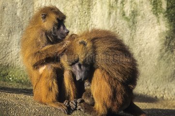 Guinea baboon grooming