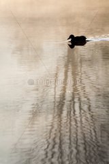 Mallard duck on Lac de Monieux in Vaucluse - France
