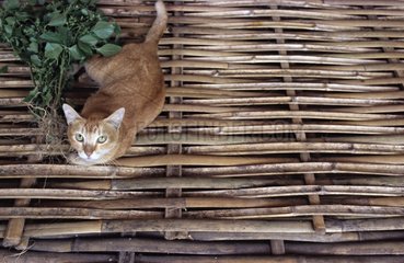 Cat lied down on a cannissa Burma
