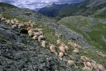Sheep carcass after a storm blasted France