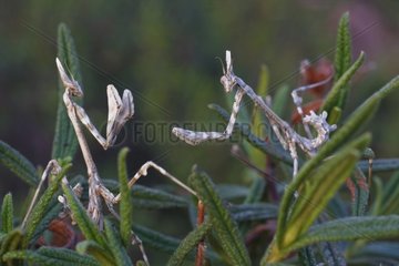 Conehead Mantis larvae in the Massif de l'Estérel France