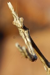 Portrait of a Larva of Empusa in Esterel France