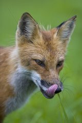 Red fox is licking their chops Canada