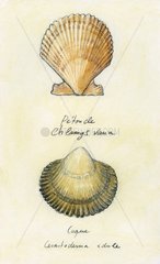 Common Cockle and Scallop