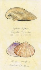 Fools capsnail and Rayed Trough Clam