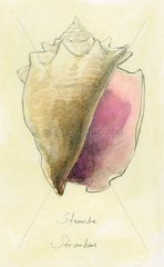 Conch snail