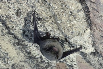 Schreiber's Long-Fingered Bat hanging Spain