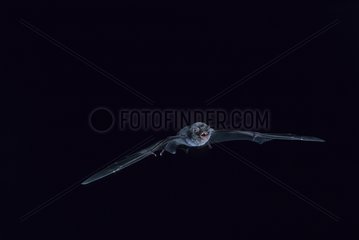 Schreiber's Long-Fingered Bat flying Spain