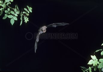 Schreiber's Long-Fingered Bat flying Spain