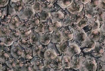 Group of young Schreiber's Long-Fingered Bats Spain