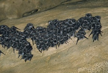 Colony of Schreiber's Long-Fingered Bats France