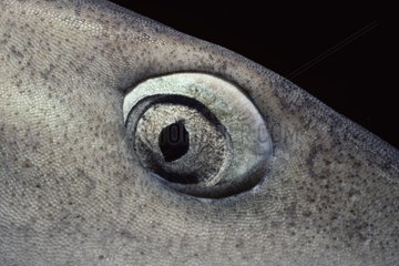 Eye of Whitetip Reef Shark at night Cocos Island