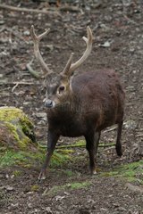 Hog Deer male