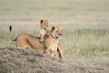 Lioness and cubs in the bush - Masai Mara Kenya