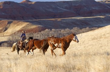 Cowboy and Quarter Horses in the meadow Wyoming USA