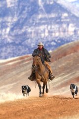 Cowboy on his Quarter Horse with his dogs Wyoming USA