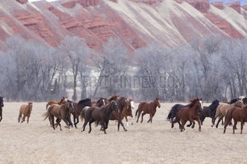 Herd of Quarter Horses in Wyoming USA