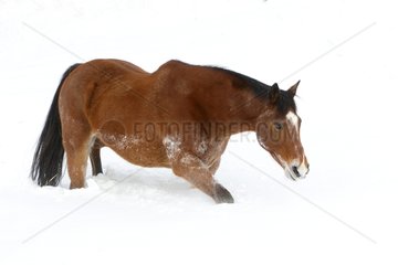 Quarter Horse in the snow in winter in Wyoming USA