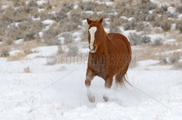 Quarter Horse in the snow in winter in Wyoming USA