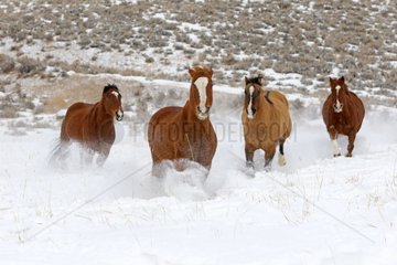 Quarter Horses in the snow in winter in Wyoming USA