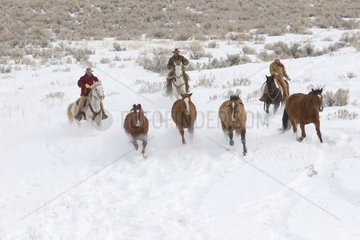 Cowboys on their Quarter Horses in Snow Wyoming USA