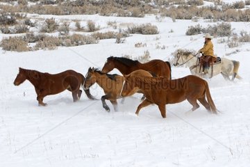 Cowboy on her Quarter Horse in Snow Wyoming USA