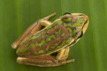 Green and Golden Bell frog on a green leaf New Caledonia