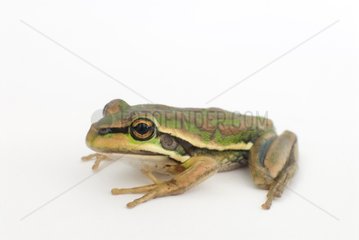 Green and Golden Bell frog on white background