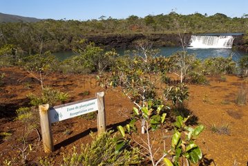Revegetation area of ??mining scrub New Caledonia