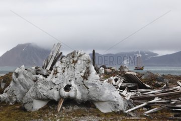 Whale skeleton on the coast of Spitsbergen
