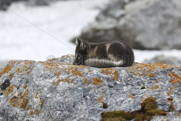 Young Arctic Fox lying on a rock Spitsbergen