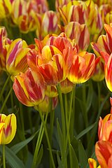 Tulipe pluriflore 'Colour spectacle'