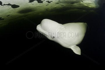 Beluga whale swimming beneath the ice Russia White Sea Karelia