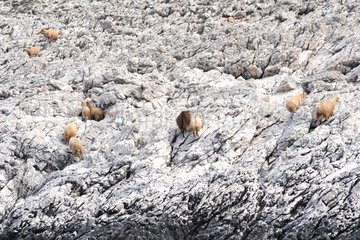 Sheep on the shores of National Park Kornati Croatia