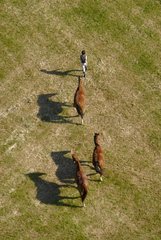 Aerial view of horses in a field in Picardy France