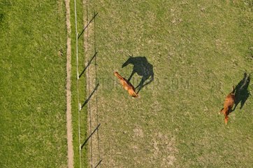 Aeriel view of Horses in a meadow in Touraine France
