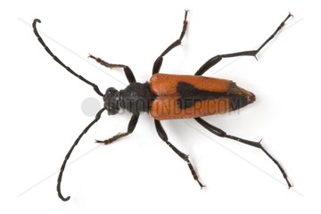 Longhorn beetle in studio on white background