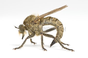 Robber fly in studio on white background