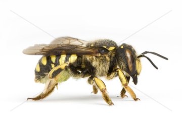 Wool Carder Bee in studio on white background