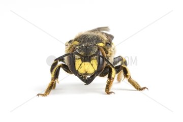 Wool Carder Bee in studio on white background