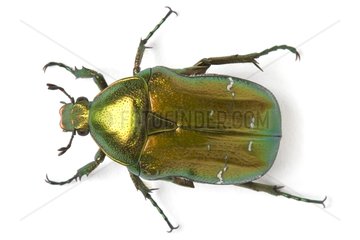 Rose Chafer in studio on white background