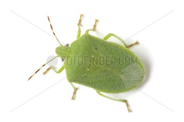 Green vegetable bug in studio on white background
